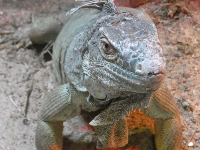 Green iguana - De Zonnegloed - Animal park - Animal refuge centre 